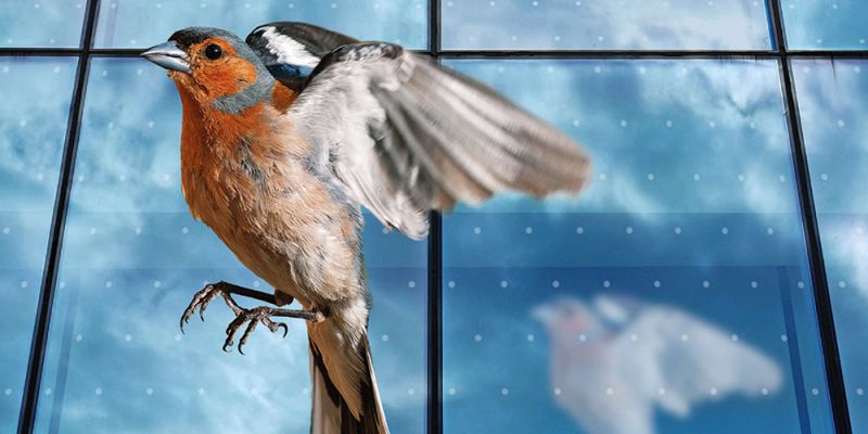 Bird-friendly glass