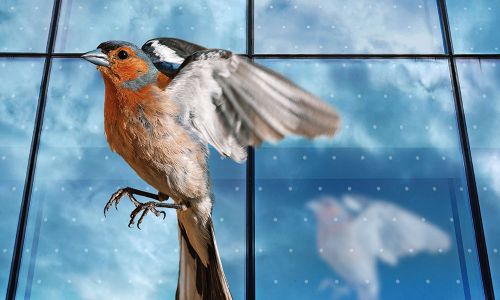 Bird-friendly glass